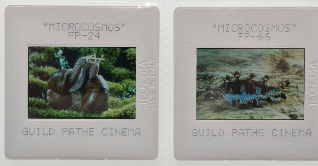 Microcosmos (Slides 5 and 6) Original 35mm Slides - Cinema Press Slides