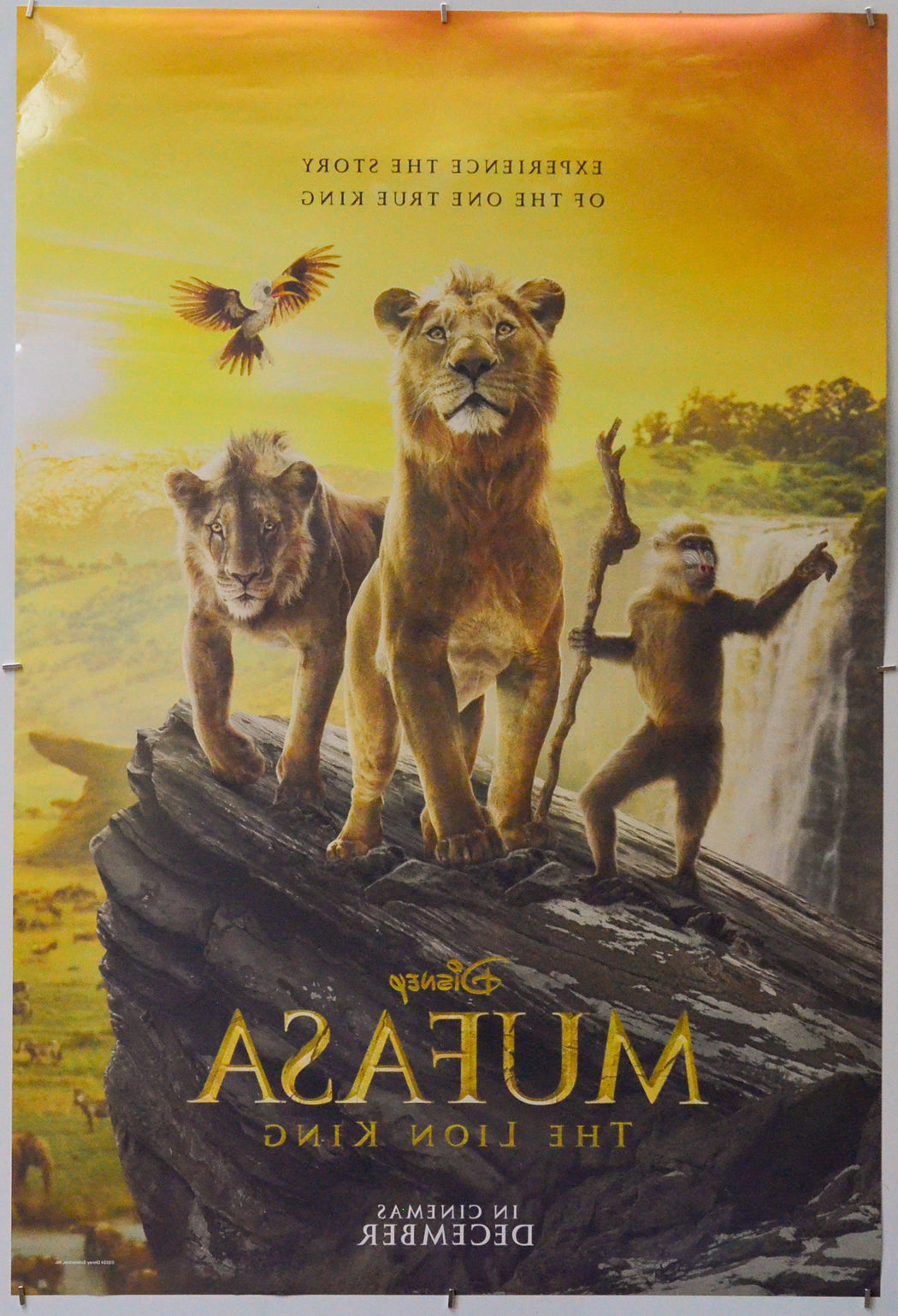 Mufasa: The Lion King (Back) Cinema One Sheet Movie Poster