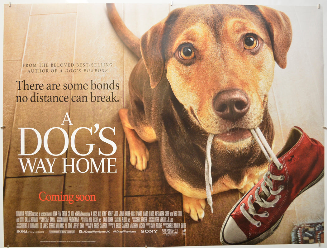 A Dog's Way Home Original Quad Poster - Film Poster - Movie Poster