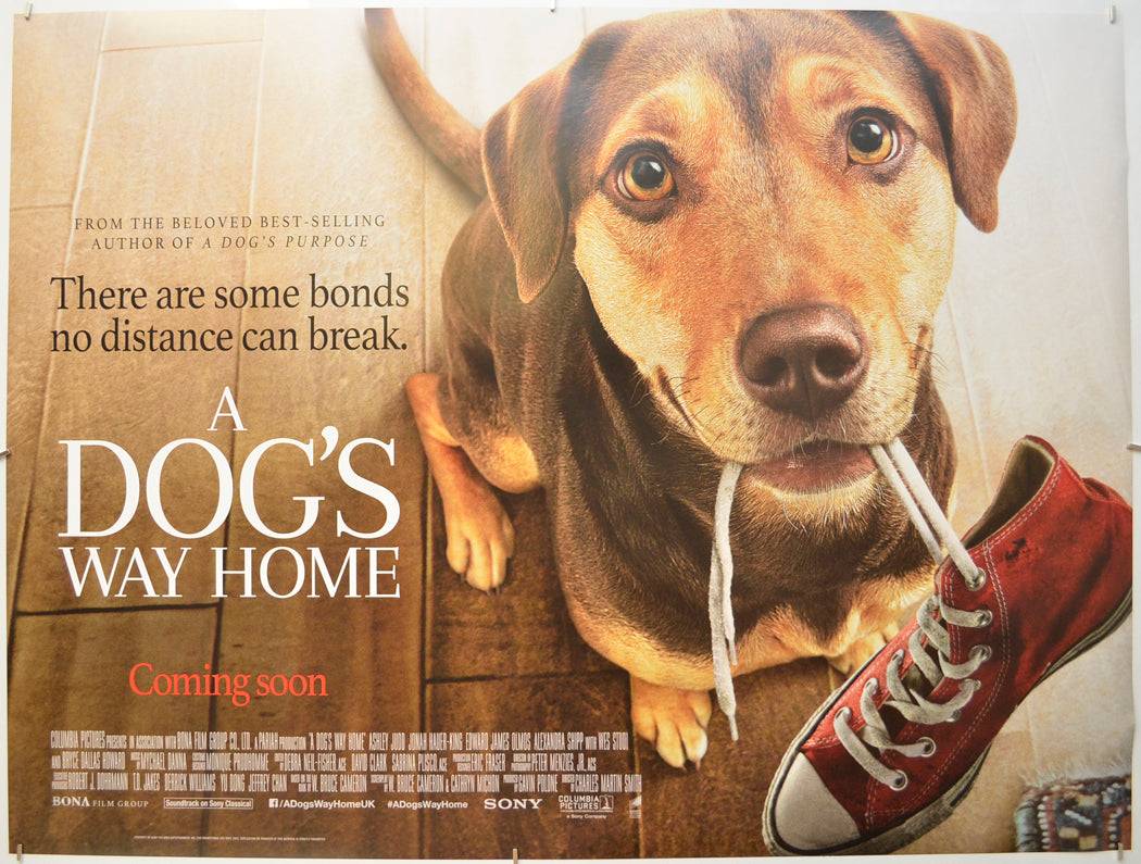 A Dog's Way Home Original Quad Poster - Film Poster - Movie Poster