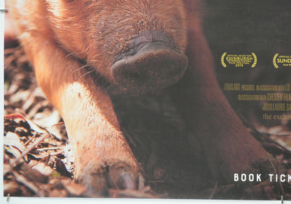 THE BIGGEST LITTLE FARM (Bottom Left) Cinema Quad Movie Poster 