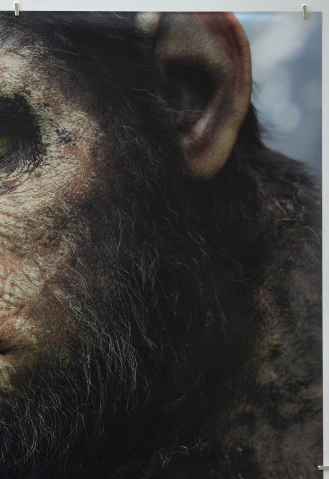 Dawn Of The Planet Of The Apes (Top Right) Cinema One Sheet Movie Poster 