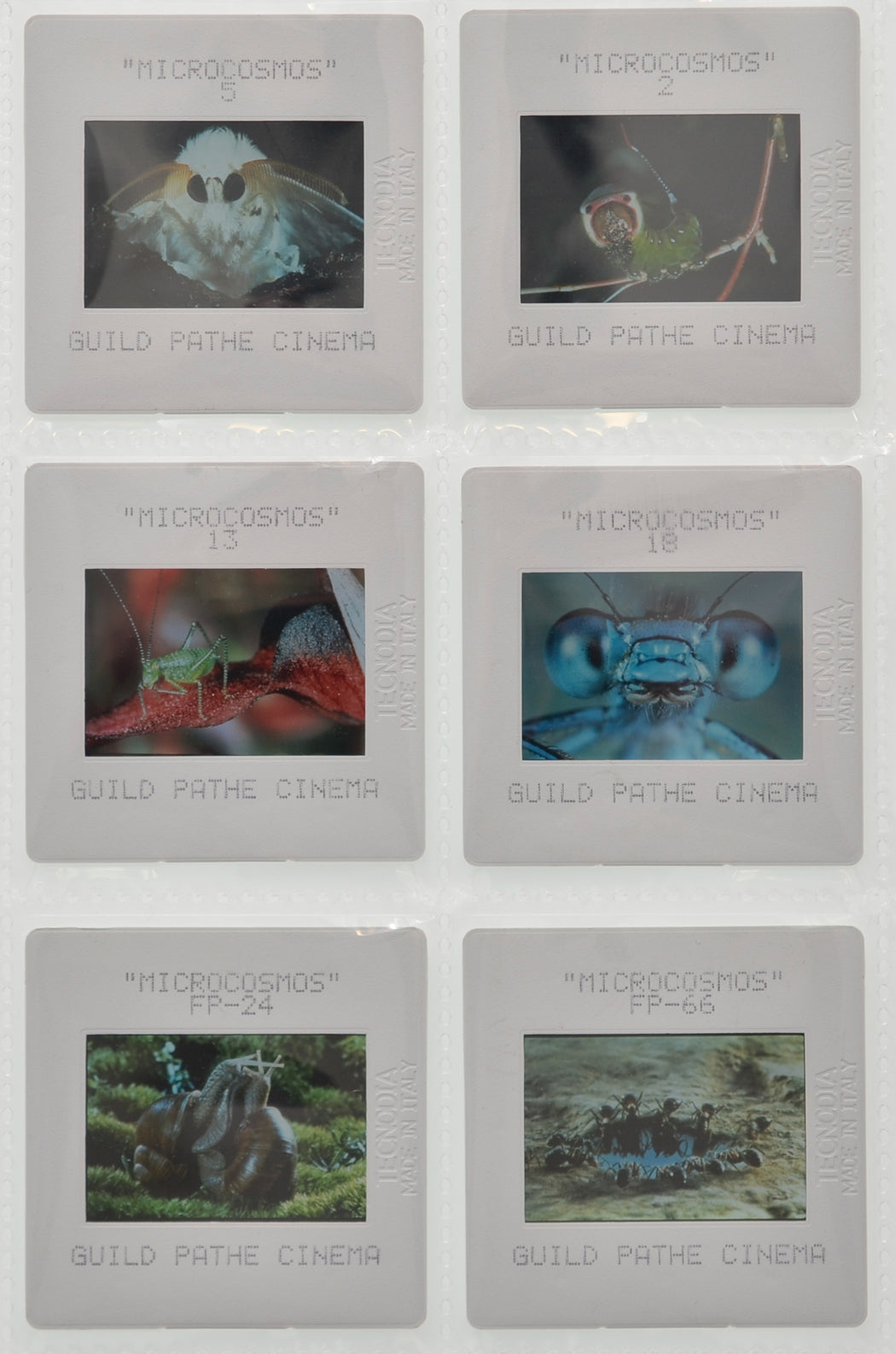 Microcosmos - Original 35mm Slides - Cinema Press Slides