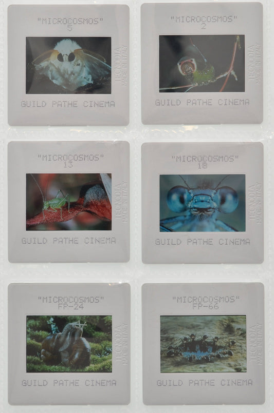 Microcosmos - Original 35mm Slides - Cinema Press Slides
