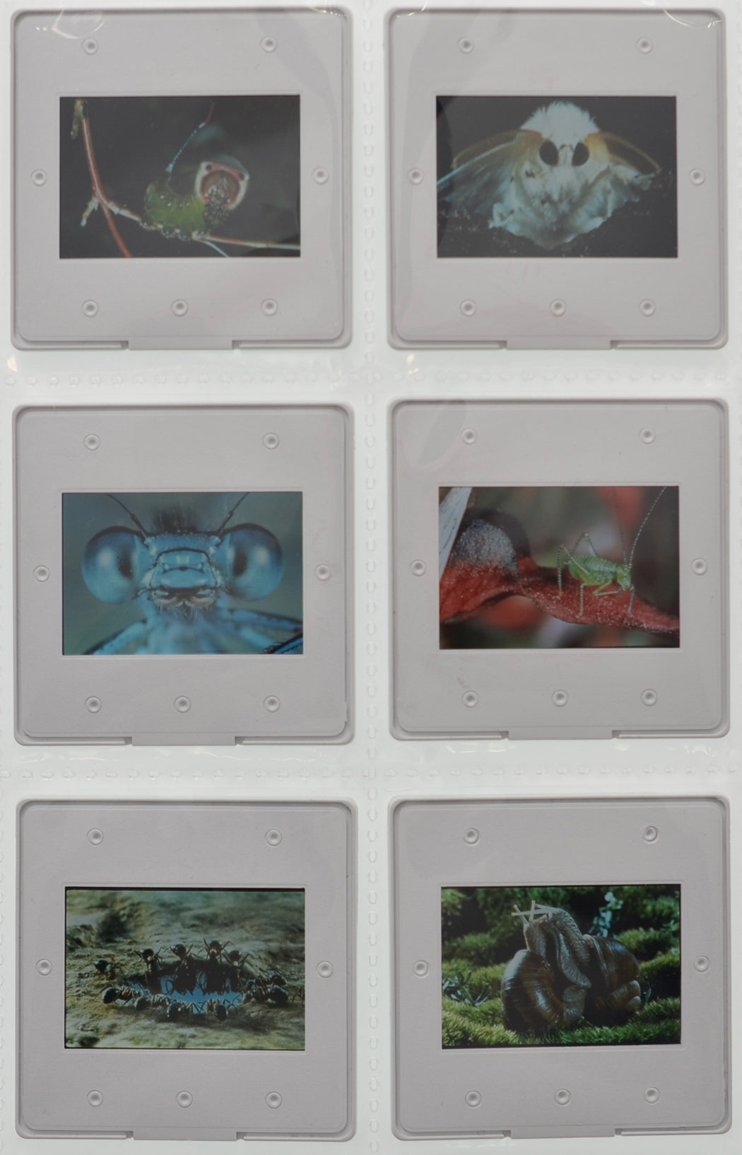 Microcosmos (Back of Slides) Original 35mm Slides - Cinema Press Slides