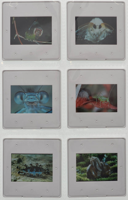 Microcosmos (Back of Slides) Original 35mm Slides - Cinema Press Slides