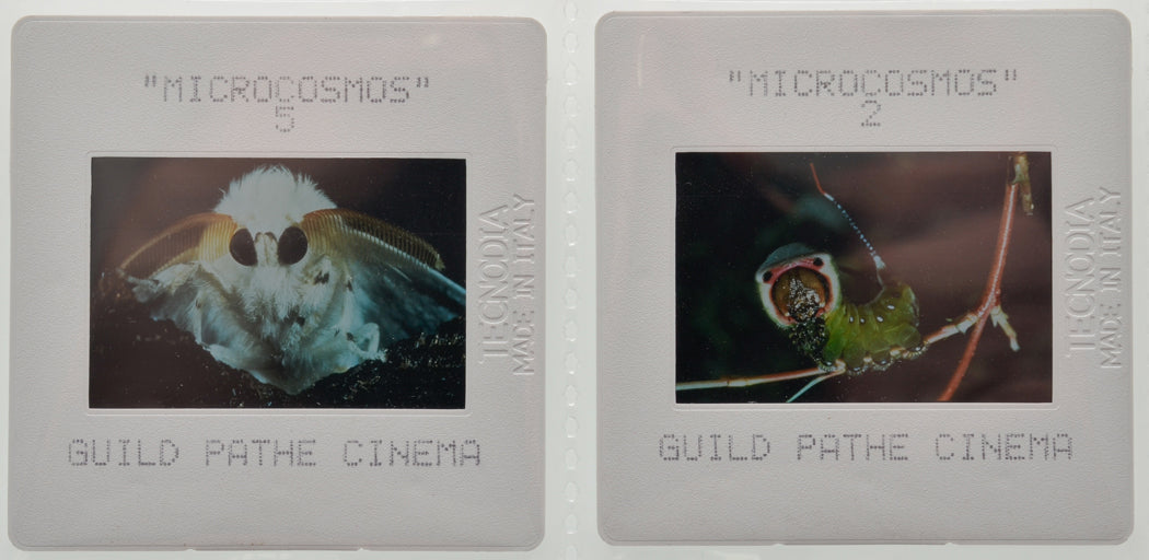 Microcosmos (Slides 1 and 2) Original 35mm Slides - Cinema Press Slides