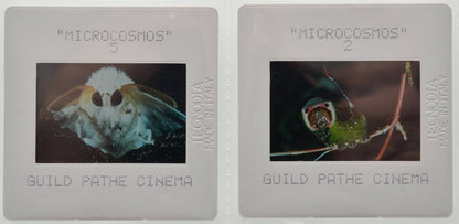 Microcosmos (Slides 1 and 2) Original 35mm Slides - Cinema Press Slides