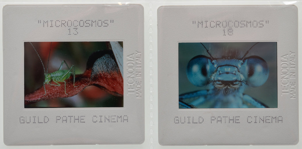 Microcosmos (Slides 3 and 4) Original 35mm Slides - Cinema Press Slides