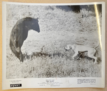 OLD YELLER (Still 1) Cinema Black and White Press Stills 