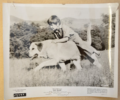 OLD YELLER (Still 2) Cinema Black and White Press Stills 