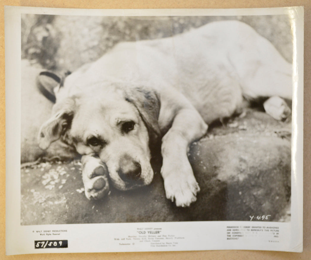 OLD YELLER (Still 5) Cinema Black and White Press Stills 