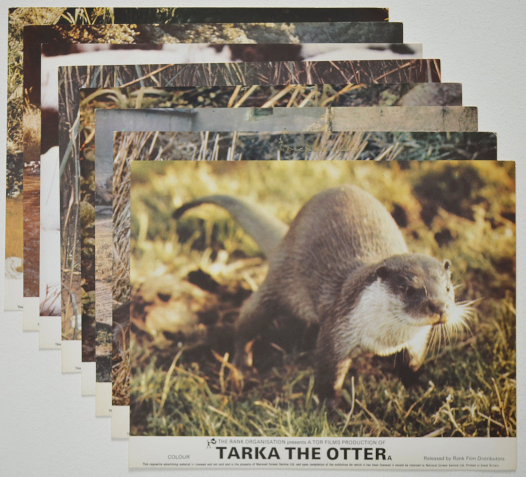 TARKA THE OTTER (Full View) Cinema Set of Colour FOH Stills / Lobby Cards  